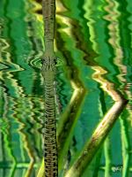 Over And Underwater Looking